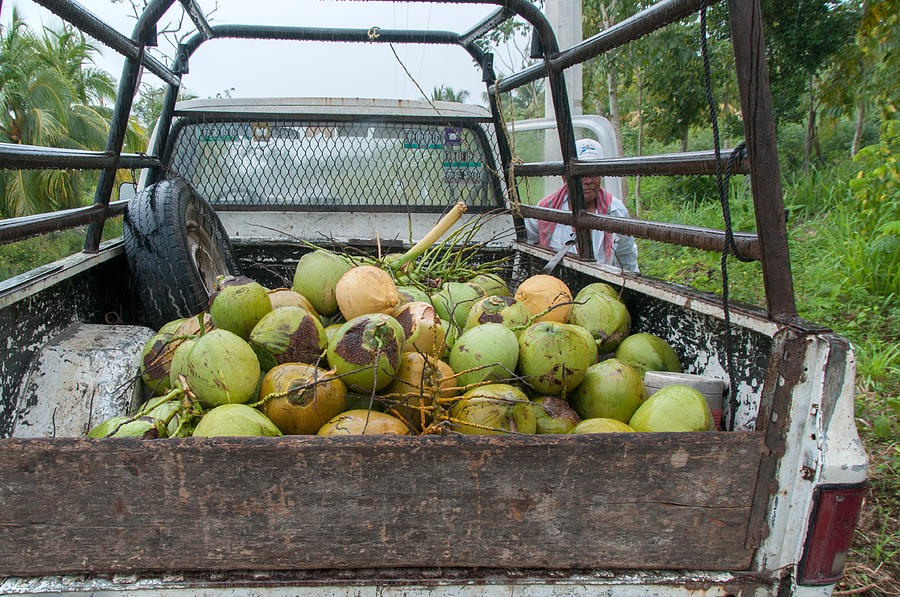 Truckload of Coconuts Digital Art by Carol Ailles