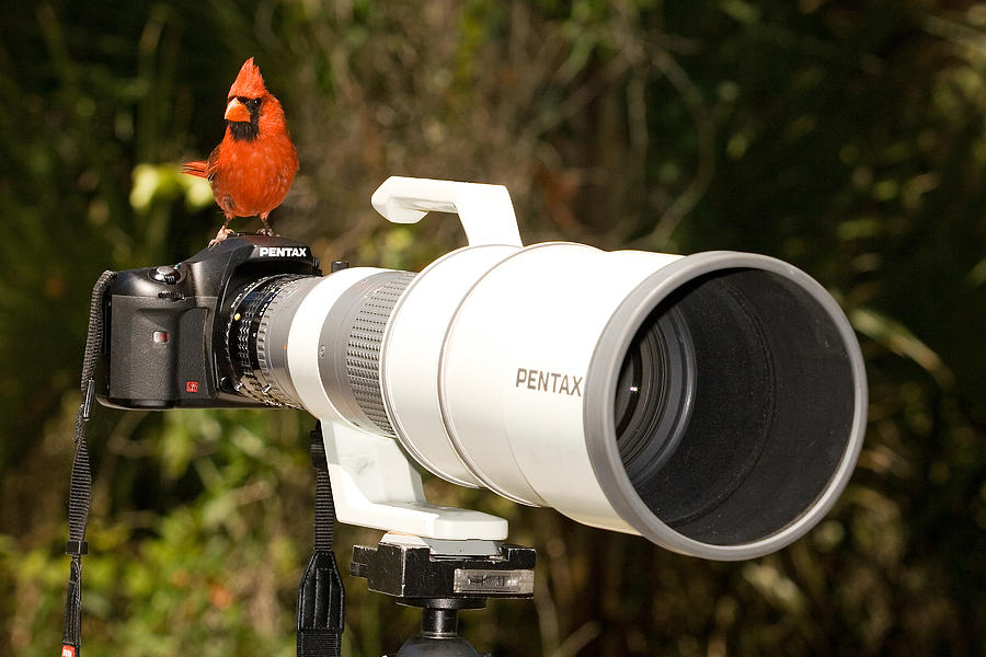 True Bird Photographer Photograph by John Harmon