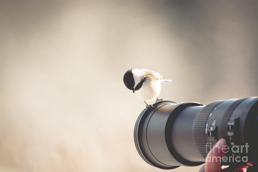 Chickadee Photograph - True Birding by Cheryl Baxter