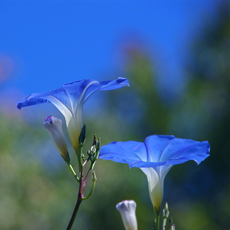 Flowers Still Life Photograph - True Blue by Byron Varvarigos