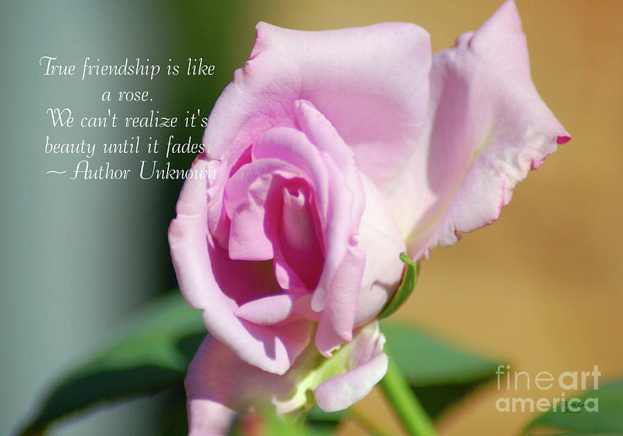 True Friendship Is Like A Rose Photograph by Wanda-Lynn Searles