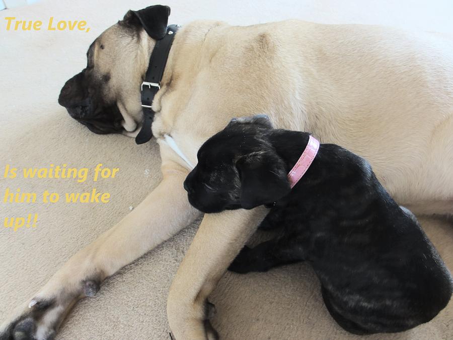 Animal Photograph - True Love 1 dogs by Dawn Hay