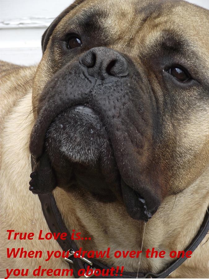 Football Photograph - True Love 4 Dogs Dribble by Dawn Hay