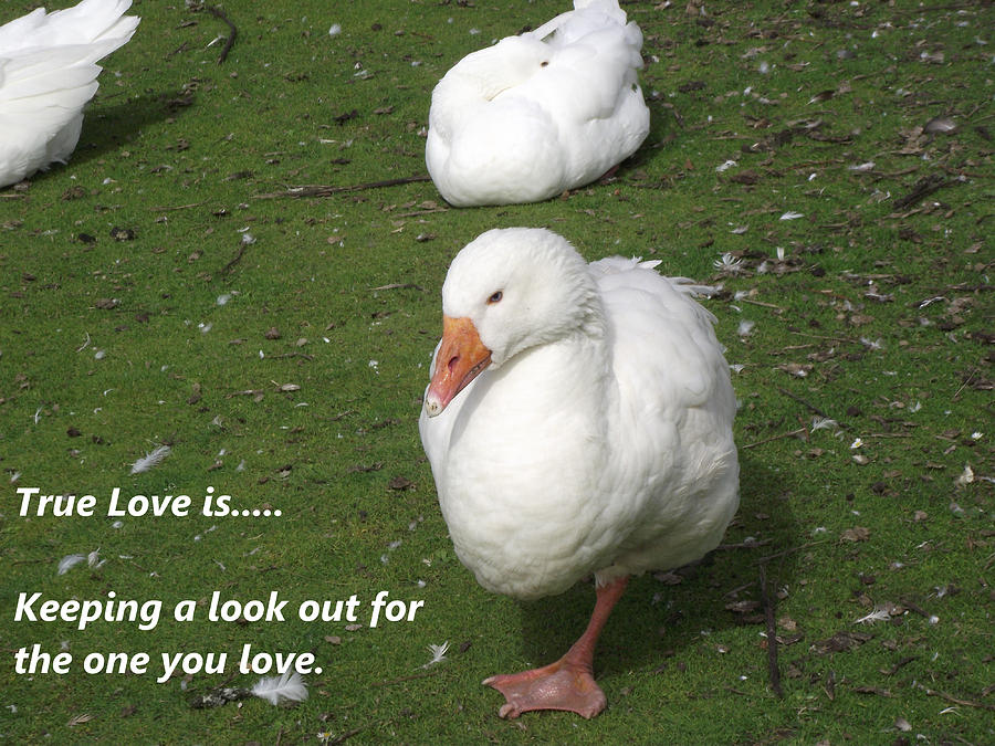 Geese Photograph - True Love 5 Geese by Dawn Hay