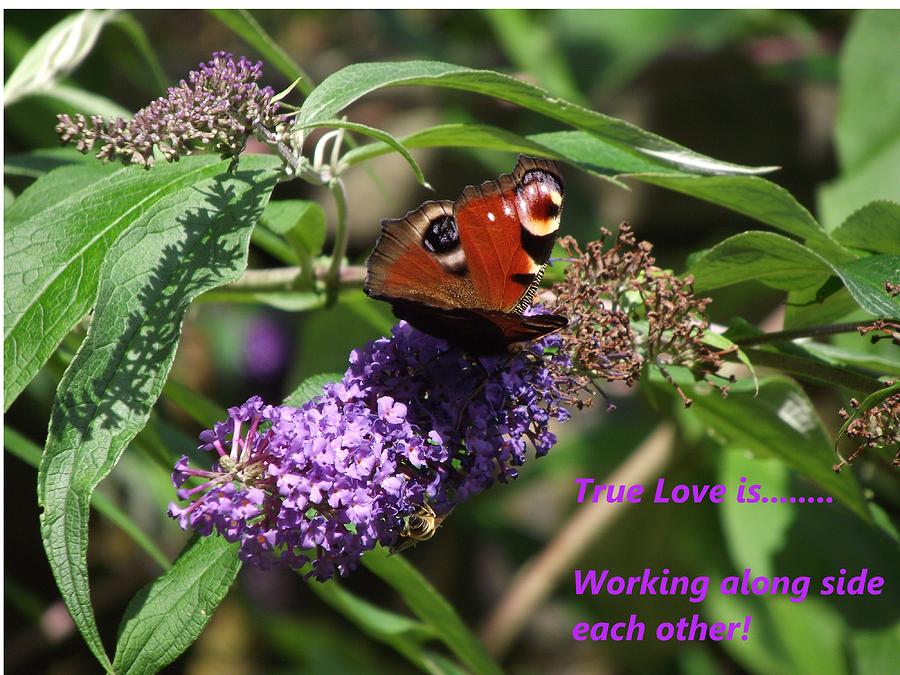 Butterfly Photograph - True Love 6 Butterfly and Wasp by Dawn Hay