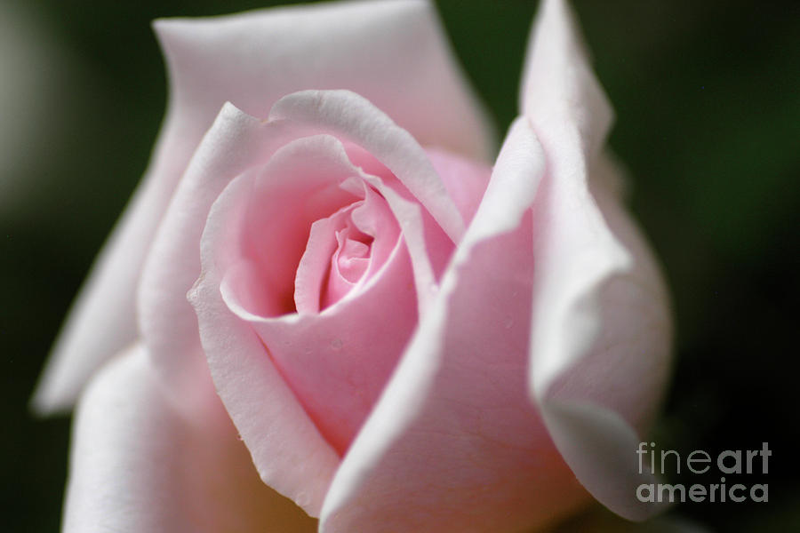 Rose Photograph - True Love by ArtissiMo Photography