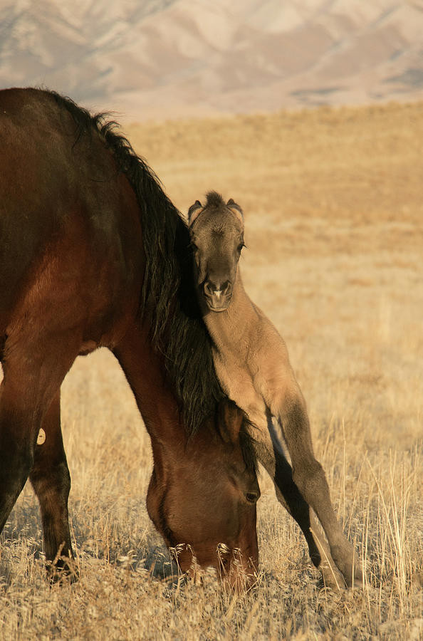 Horse Photograph - True Love by Kent Keller