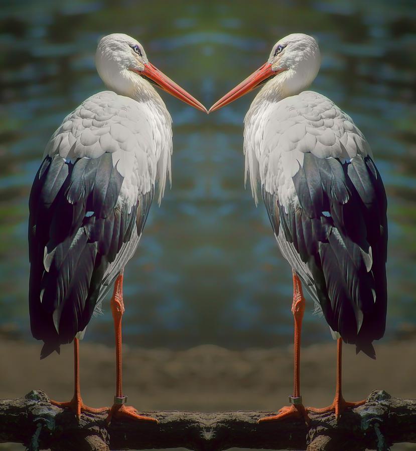True Love - Storks Photograph by Nikolyn McDonald