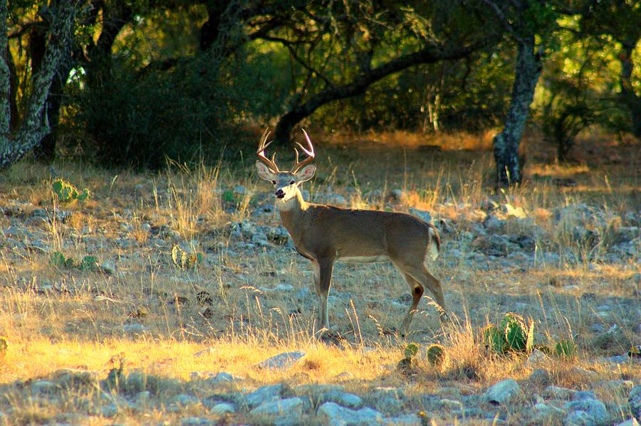 Deer Photograph - True Texas by Josh  Montgomery