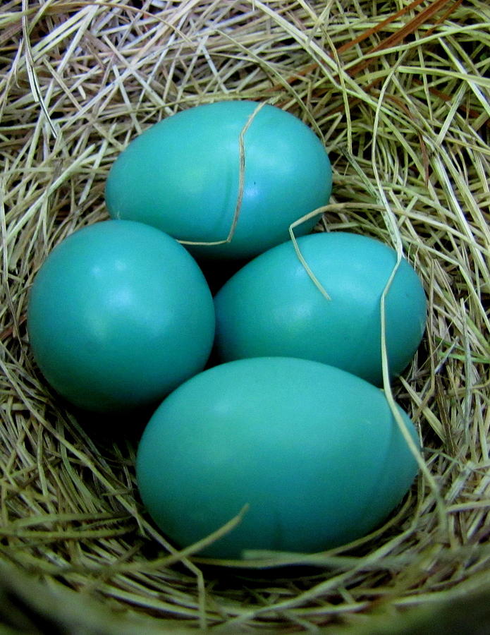 Egg Photograph - True....Robins egg blue by Lisa Jayne Konopka