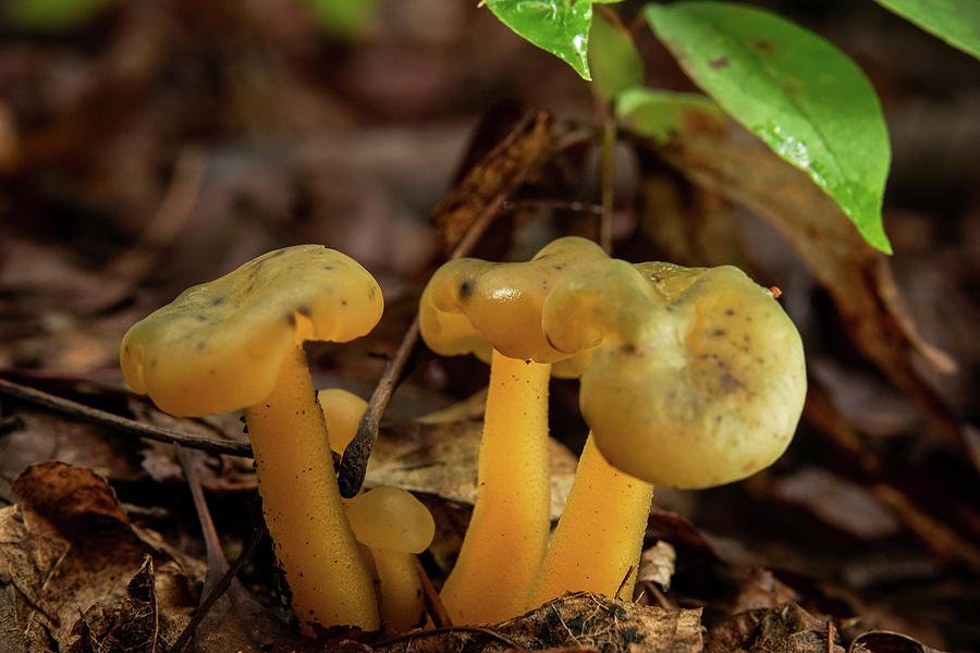 Trugid Glabrous Highlighted Mushroom Cluster Photograph by Douglas Barnett