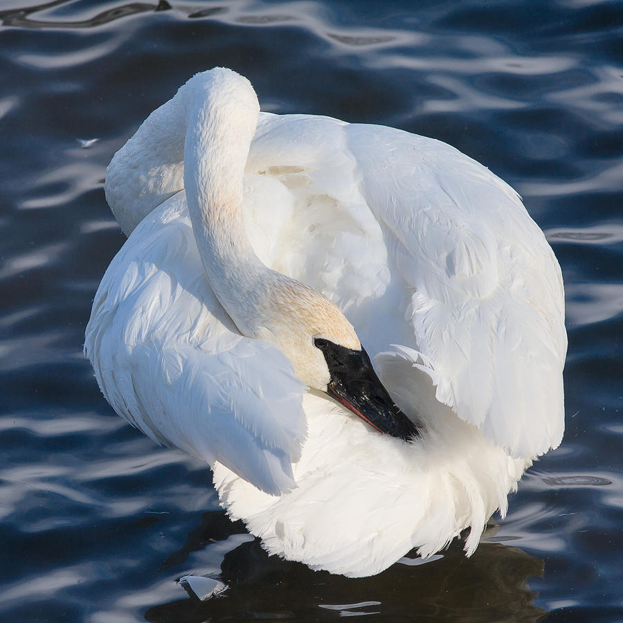 Trumper Swan Photograph by Rikk Flohr