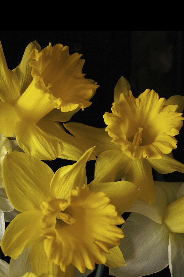 Trumpet Daffodils Photograph by Nancy Griswold