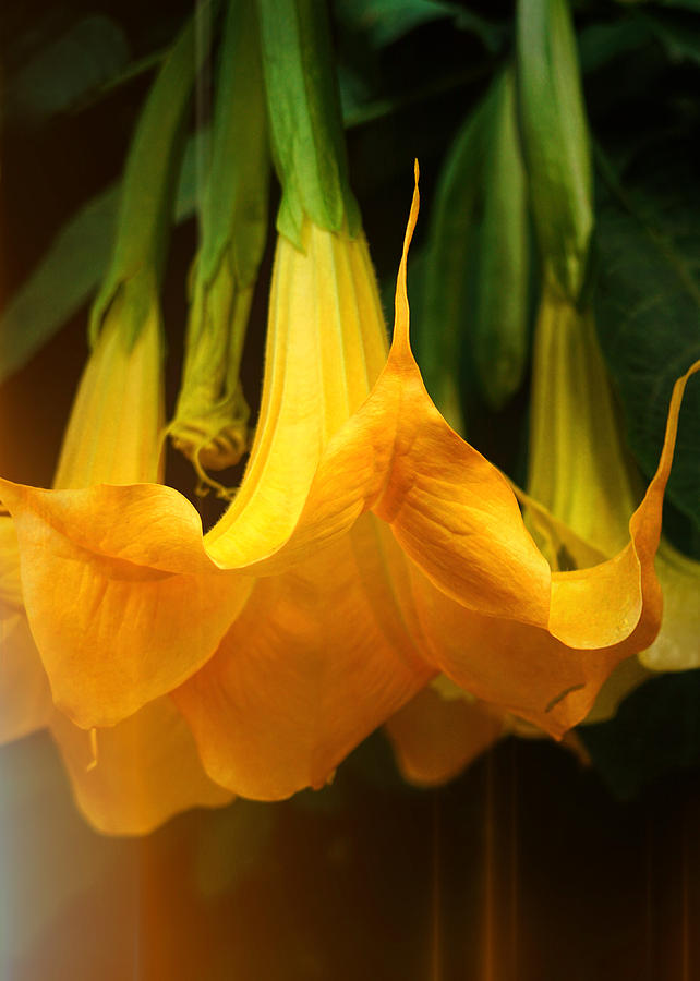 Trumpet Flower afternoon Photograph by Michael Hope