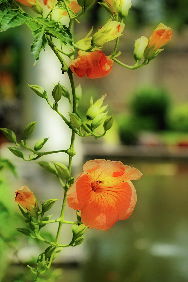 Trumpet Flower Vine Photograph by Cate Franklyn
