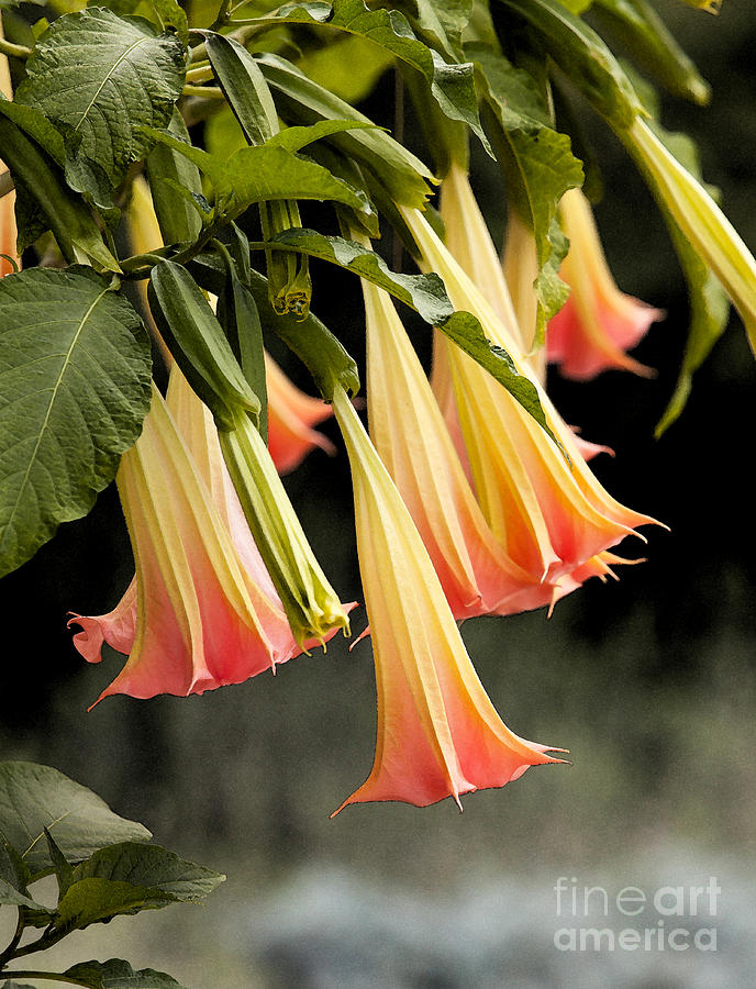 Trumpet Flowers Photograph by James Baron