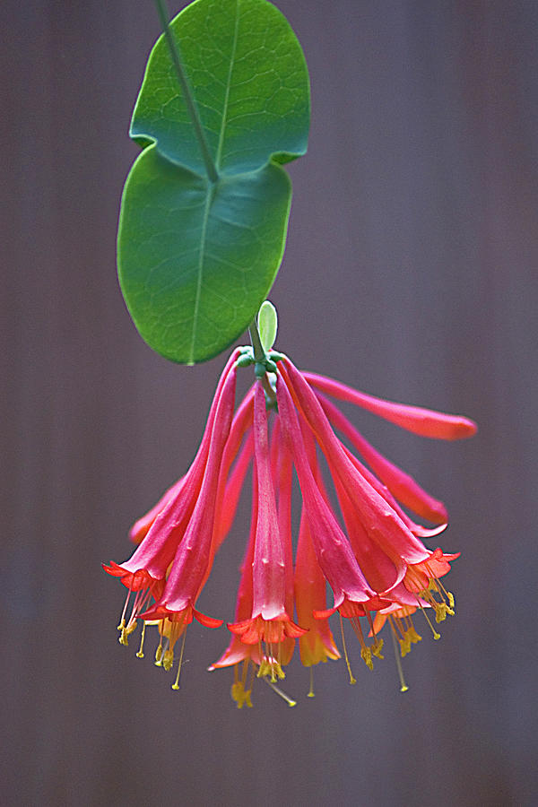 Trumpet Honeysuckle Photograph by Jerry Griffin