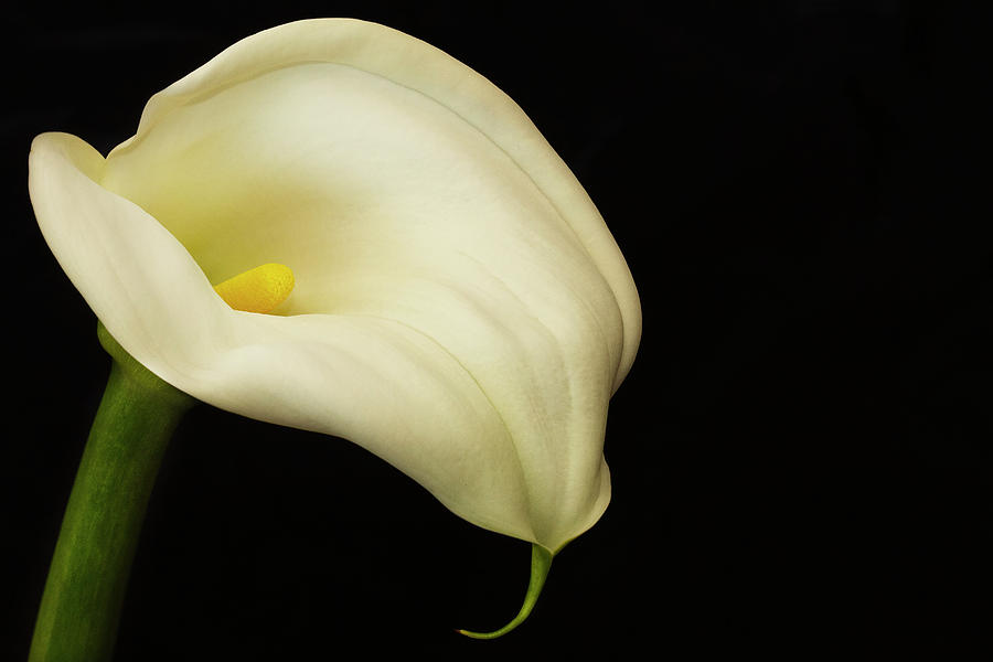 Trumpet Lily Photograph by Kim Andelkovic - Fine Art America