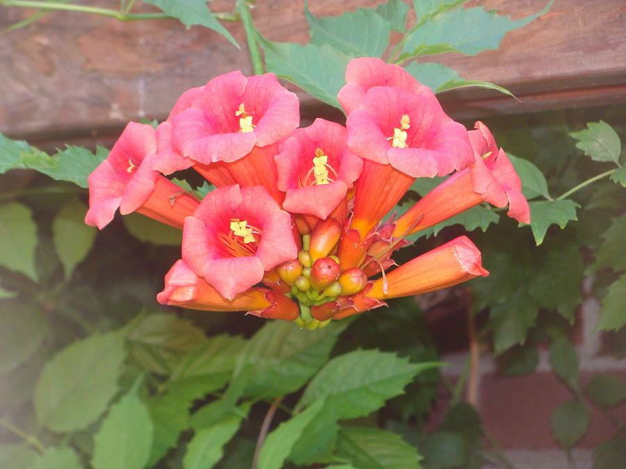 Trumpet Vine Photograph by Anthony Seeker