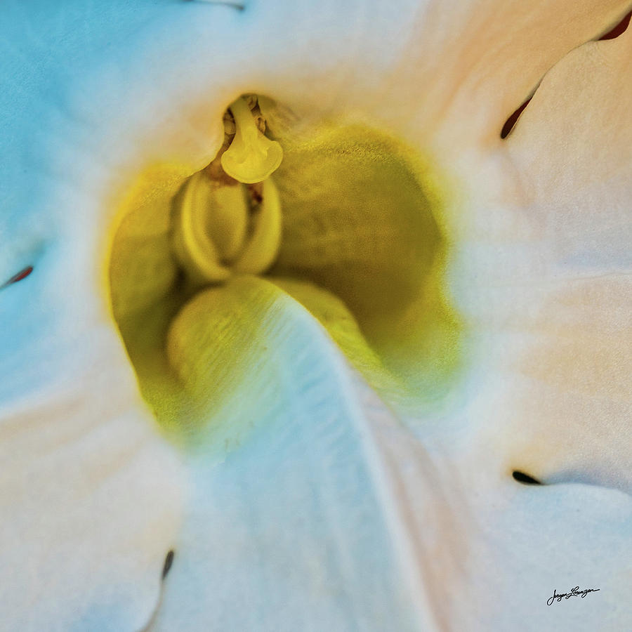 Trumpet Vine Flower Photograph by Jurgen Lorenzen