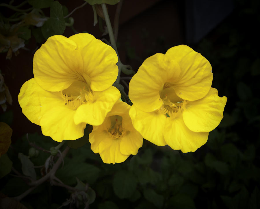 Flower Photograph - Bright Yellow Nasturtium Flowers by Phyllis Taylor
