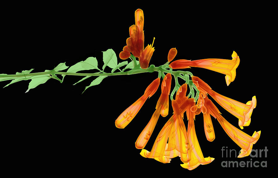 Nature Photograph - Trumpet Vine, X-ray by Ted Kinsman
