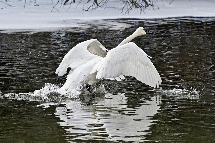 Trumpeter Swan 4793 Photograph by Michael Peychich