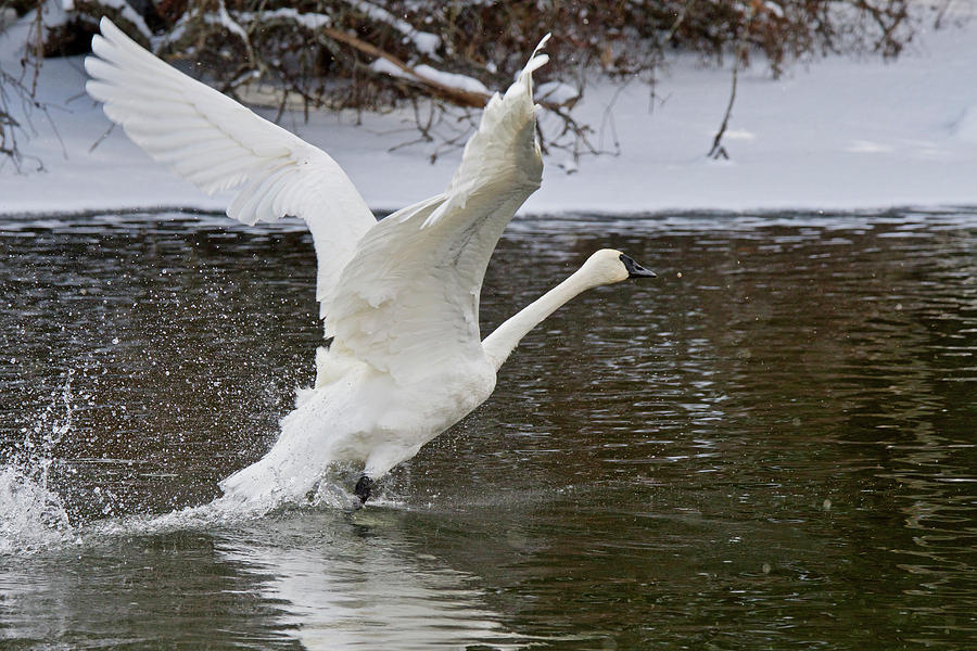 Trumpeter Swan 4794 Photograph by Michael Peychich