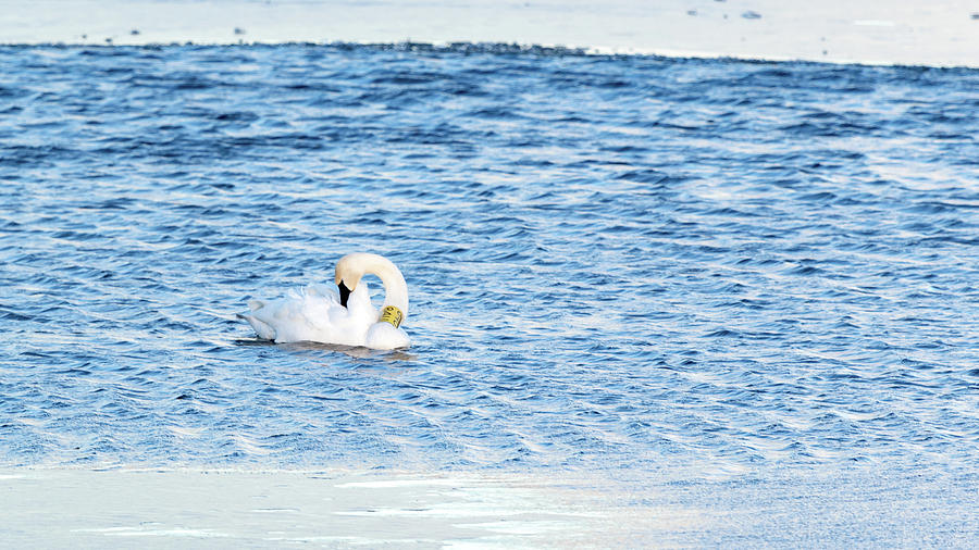  Trumpeter Swan 840 84U Photograph by Holly Ross
