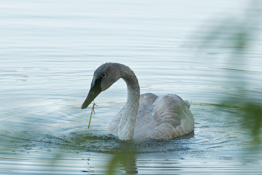 Trumpeter Swan 9662 Photograph by Michael Peychich