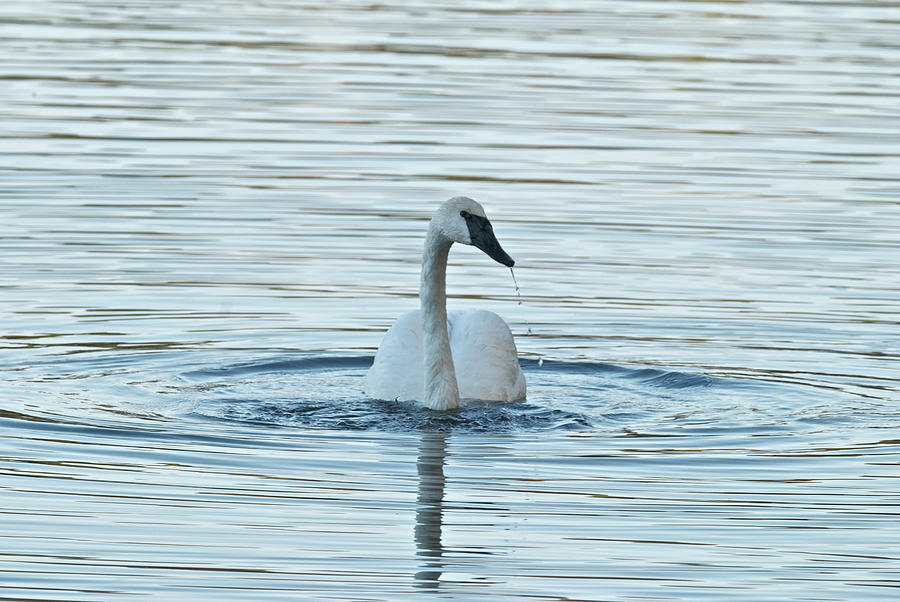 Trumpeter Swan 9673 Photograph by Michael Peychich