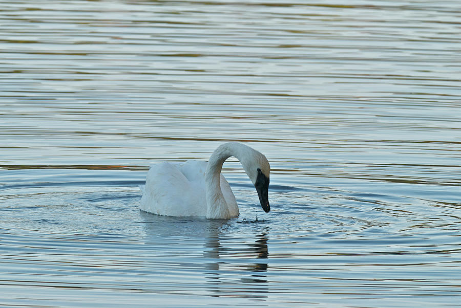 Trumpeter Swan 9674 Photograph by Michael Peychich