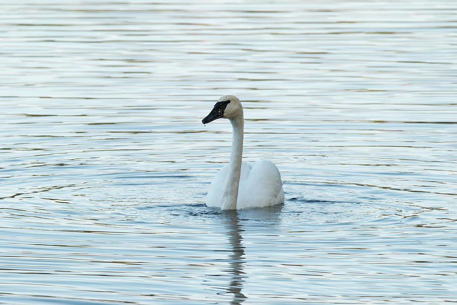 Trumpeter Swan 9680 Photograph by Michael Peychich