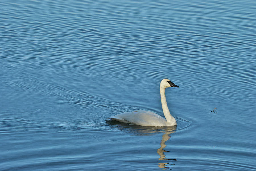Trumpeter Swan 9705 Photograph by Michael Peychich