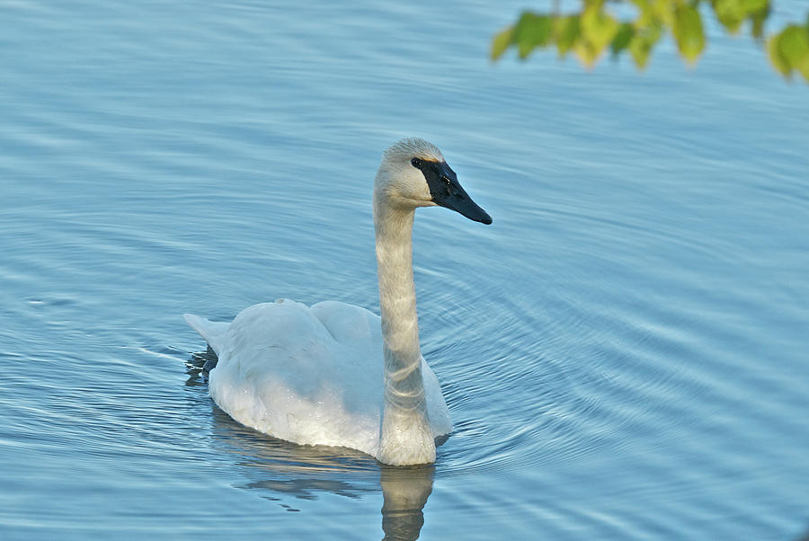 Trumpeter Swan 9711 Photograph by Michael Peychich