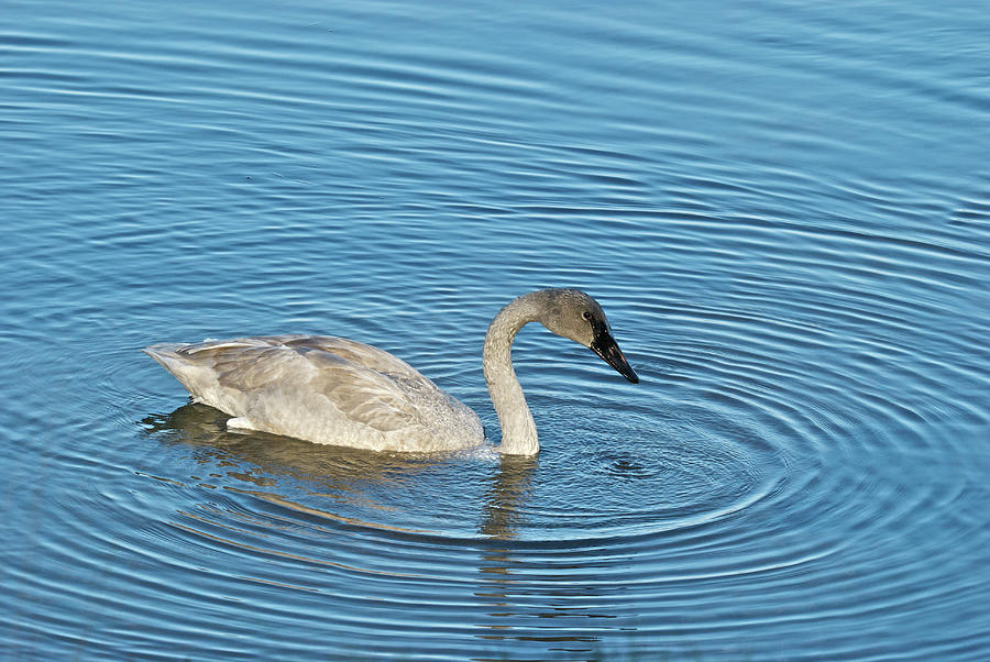 Trumpeter Swan 9712 Photograph by Michael Peychich