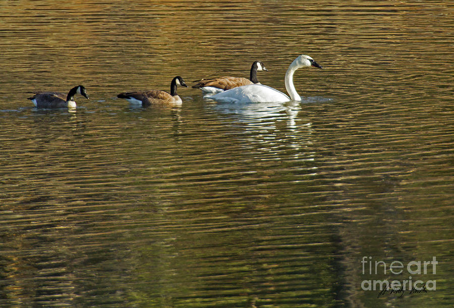 Trumpeter Swan And Canada Geese-Signed-#5476 Photograph by J L Woody Wooden