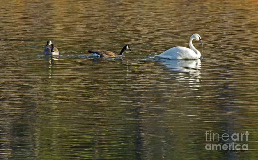 Trumpeter Swan And Canada Geese-Signed-#5522 Photograph by J L Woody Wooden