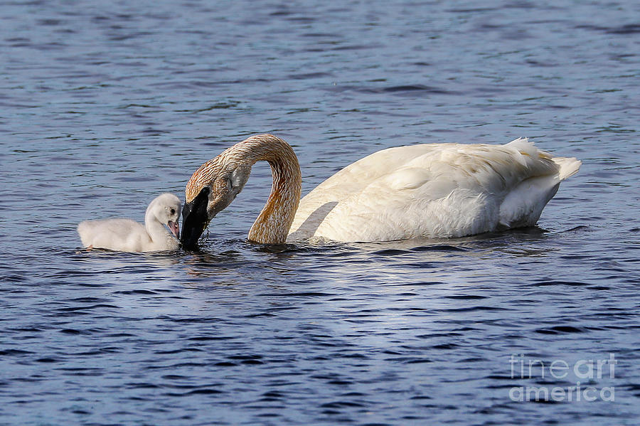 Trumpeter Swan and Cygnet -0343  PARENTS LOVE Photograph by Norris Seward