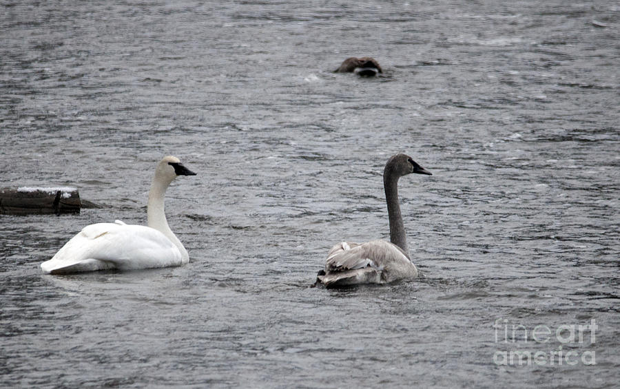 Trumpeter Swan and cygnet Photograph by Cindy Murphy - NightVisions