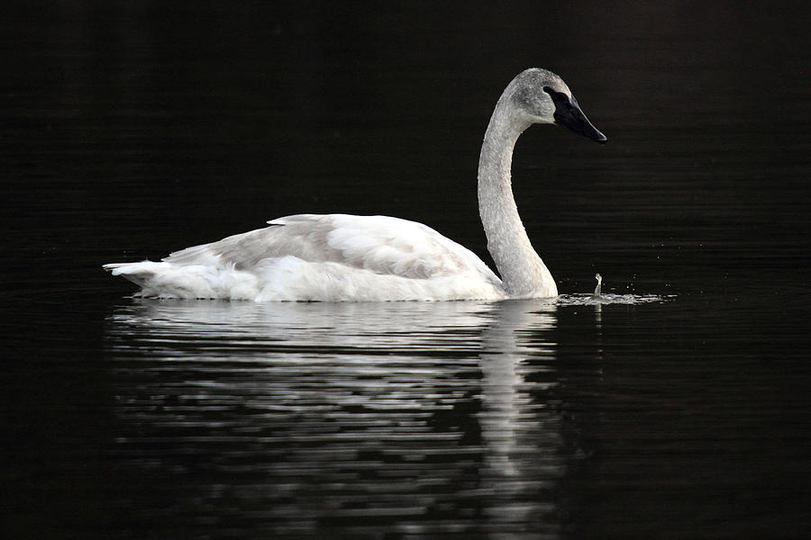 Wildlife Photograph - Trumpeter Swan at One mile lake Pemberton B.C Canada by Pierre Leclerc Photography