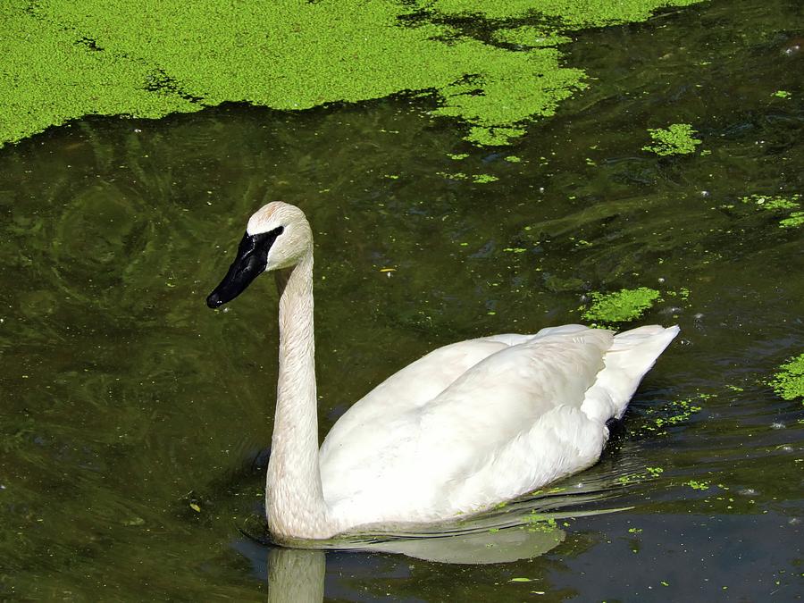 Trumpeter Swan Photograph by Connor Beekman