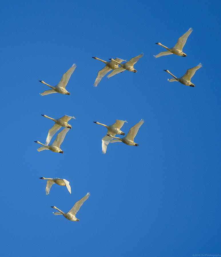 Trumpeter Swan Diamond Formation Photograph by Jeff at JSJ Photography