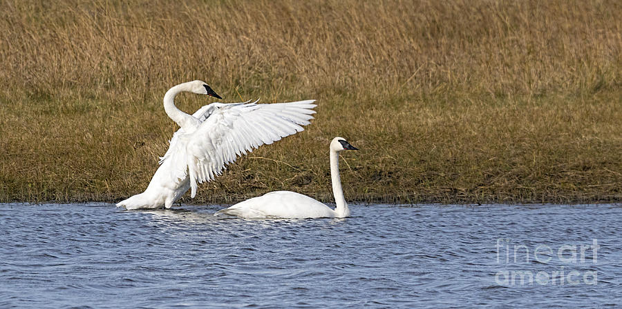 Trumpeter Swan Duet Photograph