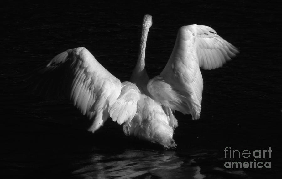 Trumpeter Swan Photograph by Edward R Wisell
