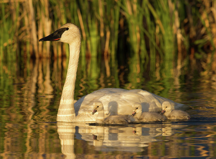 Trumpeter Swan Family Photograph by Max Waugh