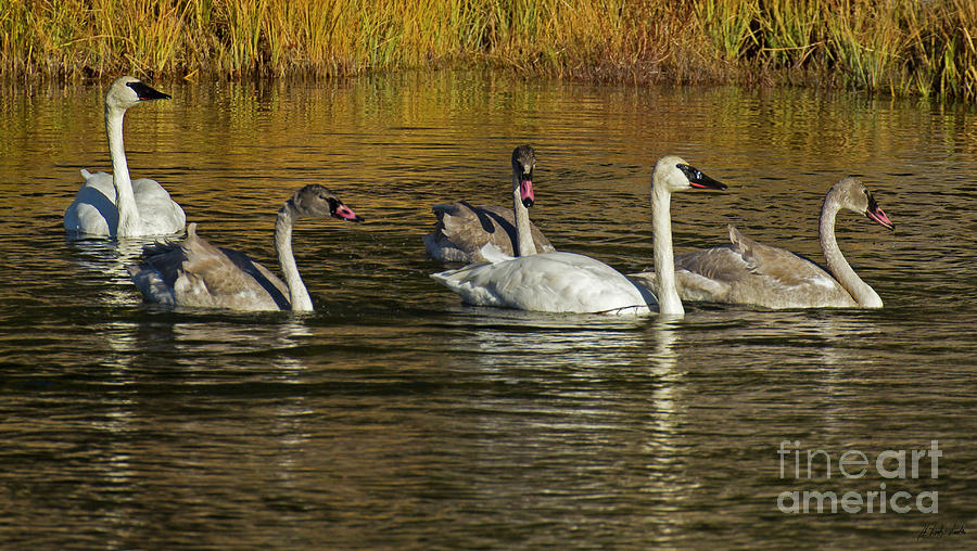 Trumpeter Swan Family-Signed-#2350 Photograph by J L Woody Wooden