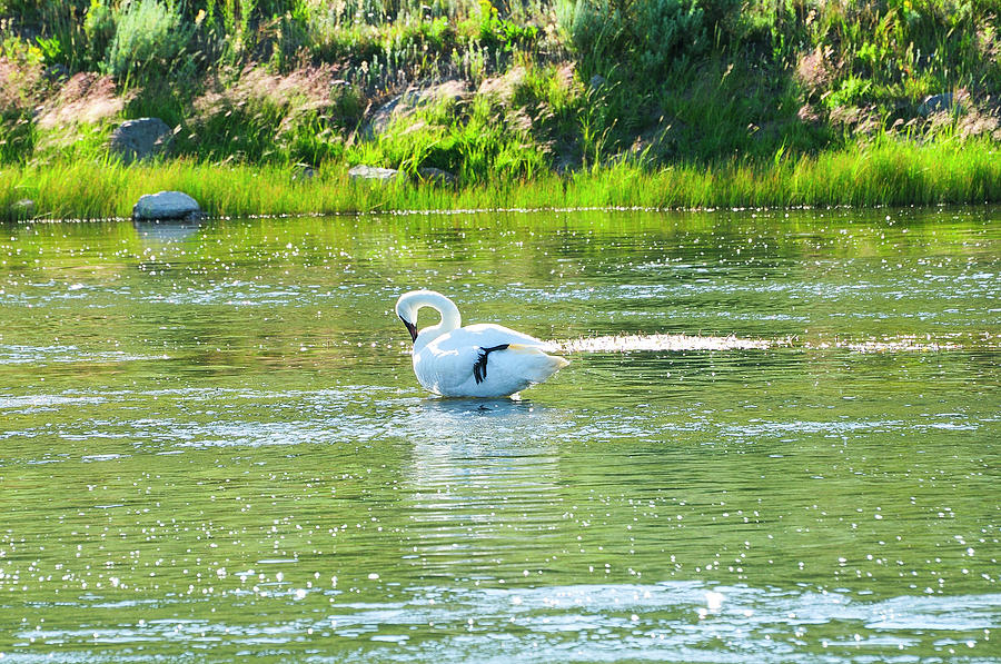 Yellowstone National Park Photograph - Trumpeter Swan by Greg Norrell