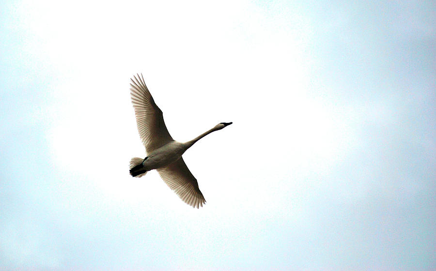 Trumpeter Swan in Flight Photograph by Brian OKelly