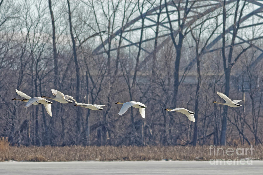 Trumpeter Swan in Flight Photograph by Natural Focal Point Photography